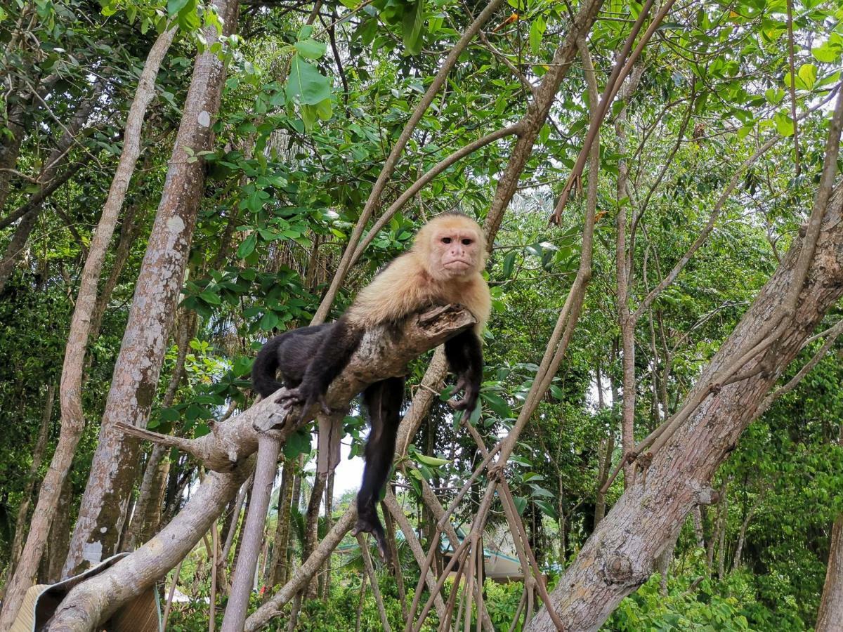 Jungle